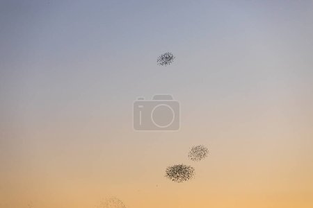 Foto de Murmuración de estorninos en el Parque Natural de Aiguamolls De L Emporda, norte de España. - Imagen libre de derechos