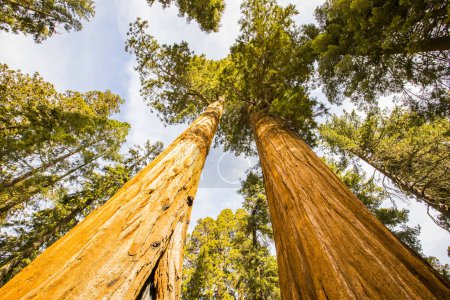 Téléchargez les photos : Forêt d'hiver dans le parc national Sequoia, États-Unis d'Amérique - en image libre de droit