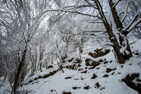 Téléchargez les photos : Winter snowfall in Collada De Bracons and Puigsacalm peak, La Garrotxa, Girona, northern Spain. - en image libre de droit