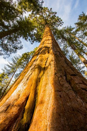Téléchargez les photos : Forêt d'hiver dans le parc national Sequoia, États-Unis d'Amérique - en image libre de droit