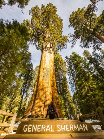 Téléchargez les photos : Fille en hiver dans Sequoia National Park, États-Unis d'Amérique - en image libre de droit