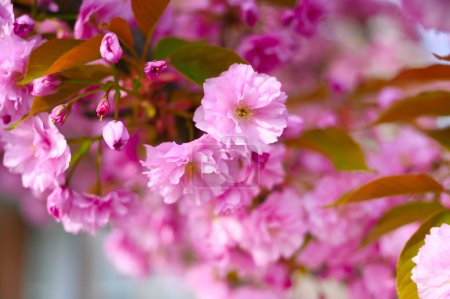 Téléchargez les photos : Un gros plan d'une belle fleur de sakura capture ses délicats pétales roses dans des détails exquis. La mise au point douce et l'éclairage doux rehaussent la beauté de la fleur et créent un sentiment de tranquillité. - en image libre de droit