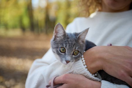 Foto de Chica con ropa ligera sosteniendo un lindo gato gris en sus brazos. Otoño dorado. Parque con hojas caídas de diferentes colores en el suelo. - Imagen libre de derechos