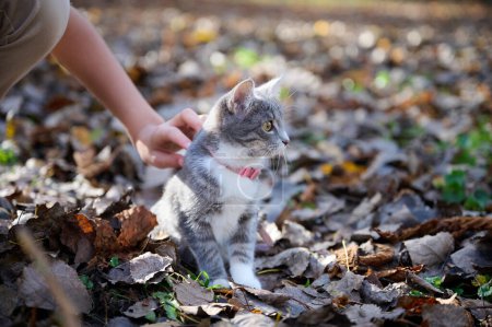 Téléchargez les photos : Beau petit chat gris dans le parc d'automne. Automne doré. Parc avec des feuilles tombées de différentes couleurs sur le sol - en image libre de droit