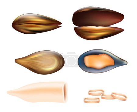 Illustration for Squid and mussels realistic, Seafood ingredients, boiled and chopped meat for salad. Marine product and healthy nutrition products for restaurant menu isolated on white background. Vector illustration - Royalty Free Image
