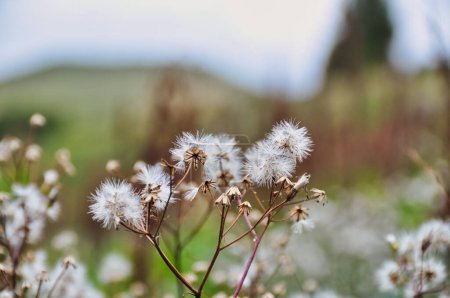 Téléchargez les photos : Dandelion flower seeds disperse in summer flower head beaut in nature - en image libre de droit