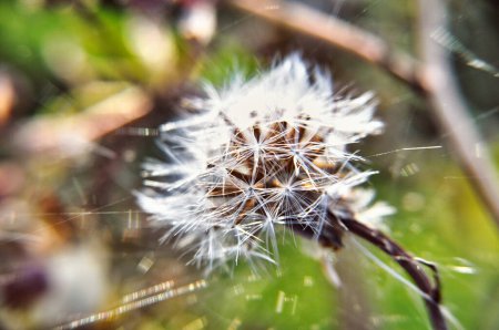 Photo pour Dandelion flower seeds disperse in summer flower head beaut in nature - image libre de droit