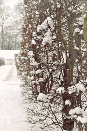 eine ruhige Winterszene, die einen schneebedeckten Pfad neben kahlen Bäumen zeigt, deren Zweige mit Neuschnee geschmückt sind und ein Gefühl der Ruhe und der stillen Schönheit der Natur hervorrufen