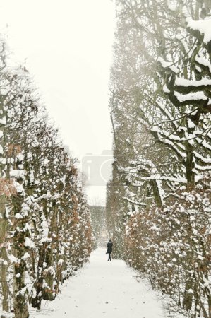 Téléchargez les photos : Une figure solitaire marchant au milieu d'un sentier serein et enneigé flanqué de grands arbres enneigés, évoquant un sentiment de solitude et la beauté silencieuse de l'hiver - en image libre de droit