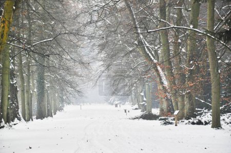a serene and picturesque scene of a snow-covered path lined with tall, bare trees, creating a sense of calm and the silent beauty of winter