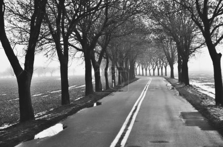 une atmosphère sereine et brumeuse, mettant en valeur une route tranquille bordée d'arbres nus, évoquant un sentiment de solitude et de réflexion