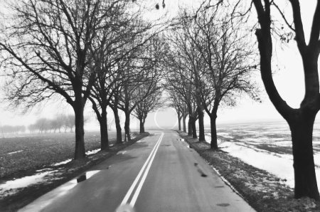 a serene and misty atmosphere, showcasing a quiet road lined with bare trees, evoking a sense of solitude and reflection