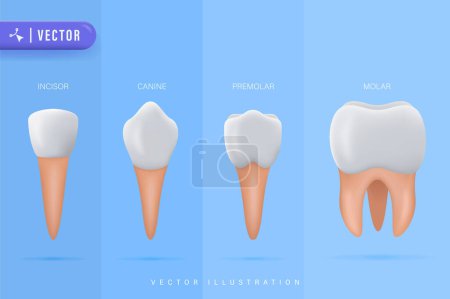 Illustration for Teeth Types Vector Illustration. Various Healthy Human Tooth Collection. Oral Mouth Stomatoligical Elements Comparison. Anatomical Incisor, Canine, Premolar and Molar Visual Shape Differences - Royalty Free Image