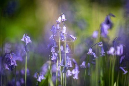 Photo for Pretty bluebell flowers in the spring sunshine - Royalty Free Image