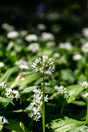 Photo for Wild garlic flowers in the spring sunshine, with a shallow depth of field - Royalty Free Image