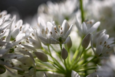 Photo for A close up of wild garlic flowers in the spring sunshine - Royalty Free Image