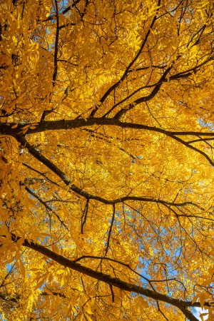 Photo for Vibrant yellow leaves of the bitternut hickory tree in Autumn - Royalty Free Image