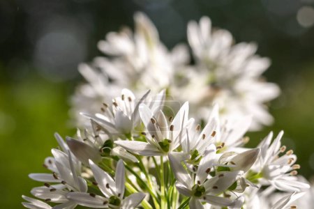 Photo for A close up of wild garlic flowers in the spring sunshine - Royalty Free Image
