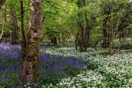 Photo for An abundance of wild garlic and bluebells in woodland in Sussex - Royalty Free Image