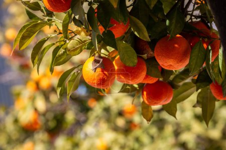 Téléchargez les photos : Oranges mûres poussant sur un arbre au soleil à Séville, avec une faible profondeur de champ - en image libre de droit