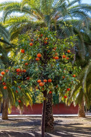 Téléchargez les photos : A Seville orange tree laden with fruit before harvesting - en image libre de droit