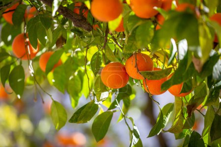 Téléchargez les photos : Oranges poussant sur un arbre dans la ville espagnole de Séville - en image libre de droit