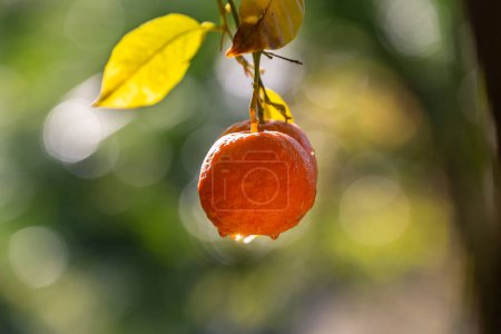 Téléchargez les photos : Sunlight shining on a ripe Seville orange hanging on a tree - en image libre de droit