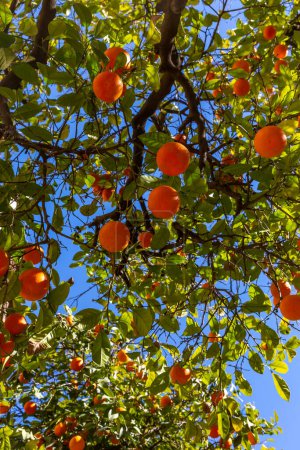 Téléchargez les photos : Levant les yeux vers un arbre chargé d'oranges mûres de Séville, au soleil de février - en image libre de droit