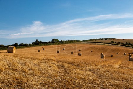 Photo for Hay bales after harvesting, on a summer's day in Sussex - Royalty Free Image