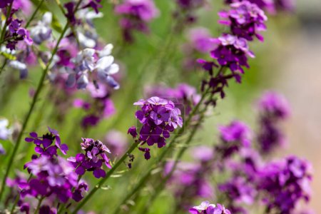 Photo for A close up of purple wallflowers in the early summer sunshine, with a shallow depth of field - Royalty Free Image