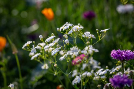 Téléchargez les photos : Jolies fleurs dans un jardin, avec une faible profondeur de champ - en image libre de droit