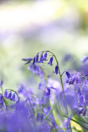 Téléchargez les photos : Un hyacinthoïde non scripta, également connu sous le nom de cloche bleue commune, dans la forêt du Sussex au printemps - en image libre de droit