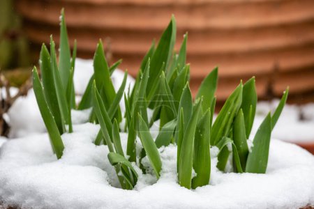Leaves from spring bulbs surrounded by snow on a cold day in March