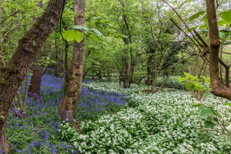Photo for Woodland in Sussex with a carpet of bluebells and wild garlic in bloom - Royalty Free Image
