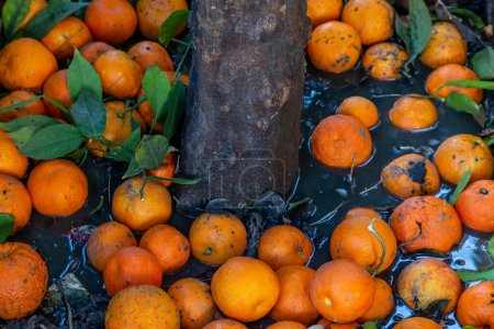 Téléchargez les photos : Oranges de Séville qui sont tombées de l'arbre, avec une faible profondeur de champ - en image libre de droit