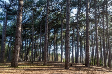 Téléchargez les photos : Forêt de pins à Formby dans le Merseyside, un jour de printemps ensoleillé - en image libre de droit