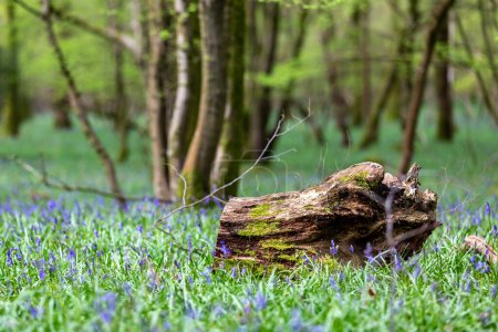 Photo for A tree stump on the ground in woodland, with bluebells starting to bloom around it - Royalty Free Image