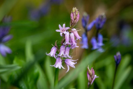 Photo for A Spanish Bluebell in Bloom in Early Spring, with a Shallow Depth of Field - Royalty Free Image