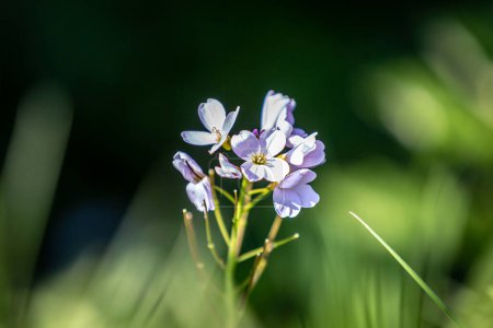 Photo for Pretty cardamine pratensis, commonly known as cuckoo flower or Lady's   smock, flowering in the Sussex countryside on a sunny spring day - Royalty Free Image