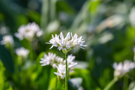 Photo for Wild garlic flowers in Sussex woodland, on a sunny spring day - Royalty Free Image