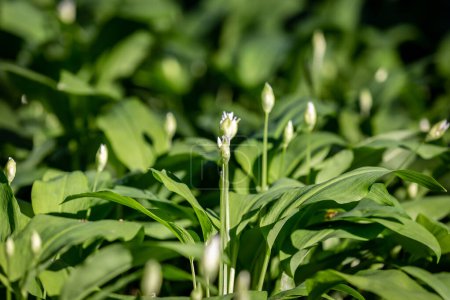 Photo for Leaves and buds of wild garlic on a sunny spring day - Royalty Free Image