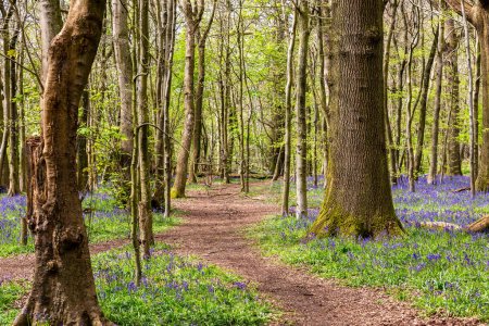 Photo for A bluebell wood in Sussex on a sunny spring day - Royalty Free Image