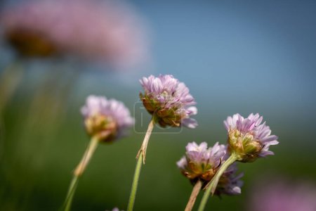 Photo for A close up of sea thrift flowers on the cliffs at Seaford in Sussex, on a sunny spring day - Royalty Free Image