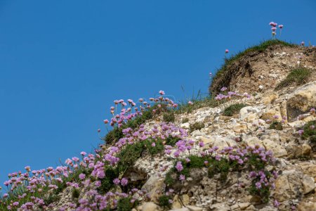 Photo for Armeria Maritima flowers, commonly known as sea thrift, growing on a chalk cliff at Seaford in Sussex, with a blue sky overhead - Royalty Free Image