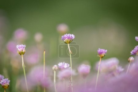 Photo for Armeria Maritima, commonly known as sea thrift, growing on the Sussex coast at Seaford, on a sunny May day - Royalty Free Image