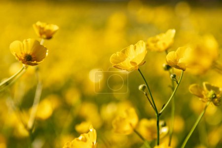 Photo for Vivid yellow buttercups in springtime, with a shallow depth of field - Royalty Free Image