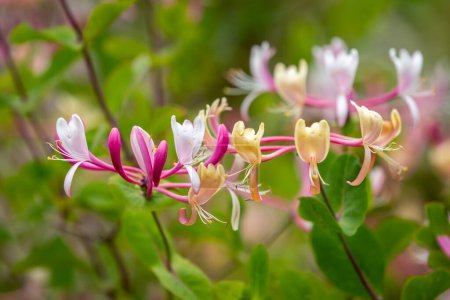 Pretty honeysuckle flowers in springtime, with a shallow depth of field