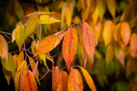 Photo for Colourful autumn leaves, with a shallow depth of field - Royalty Free Image