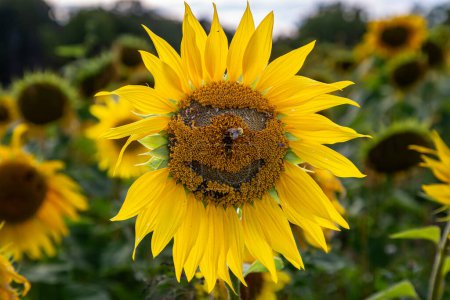 Foto de Cabeza de girasol con semillas removidas para indicar una cara, con una abeja encaramada en la posición de una nariz - Imagen libre de derechos