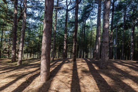 Photo for Pine trees and shadows on a sunny morning - Royalty Free Image
